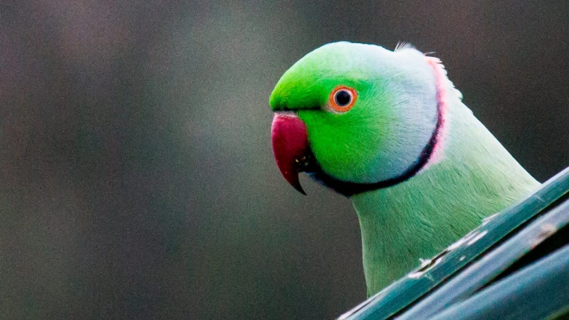 Зелень в рационе попугая